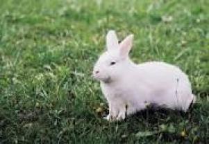 Service garde lapin entre particuliers