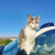 Profil du voisin