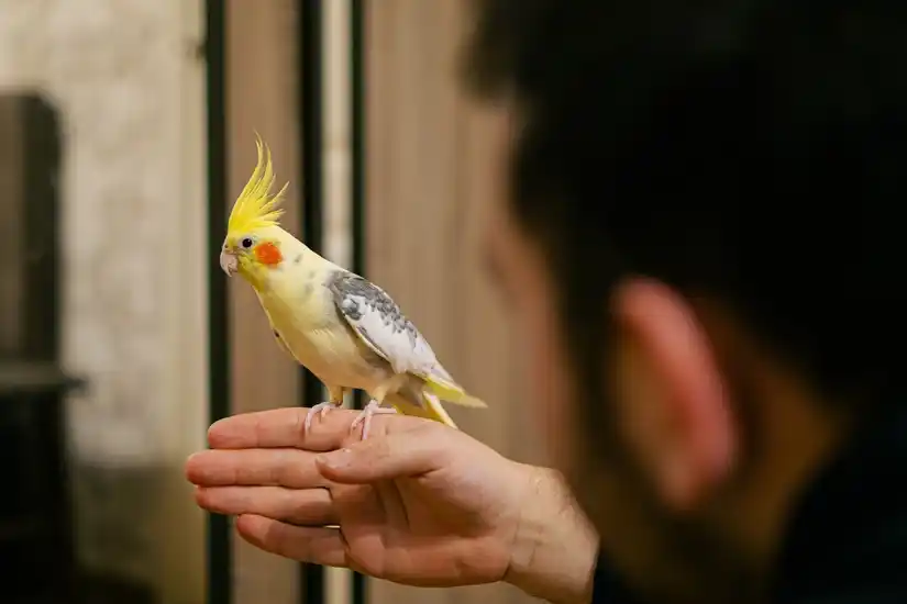 Service oiseaux 95 entre particuliers