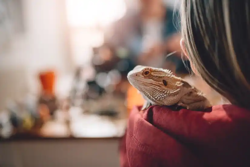 Service reptile 92 entre particuliers