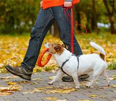 Service promeneur chien entre particuliers