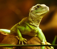 Garde de reptile