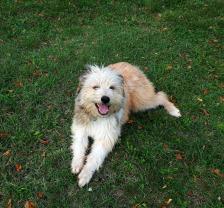 Service : chien Service : chien