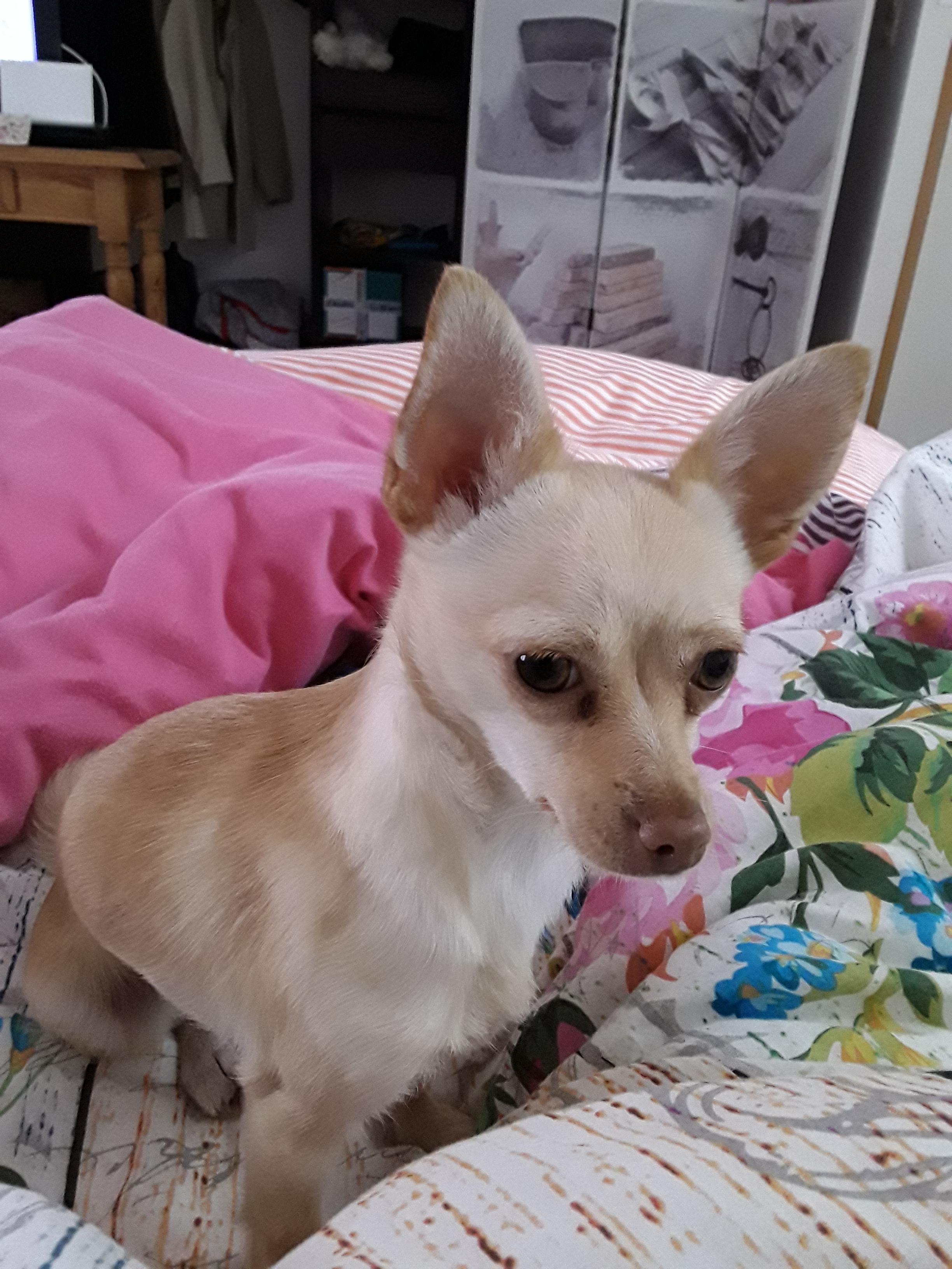 Service chien 79 entre particuliers