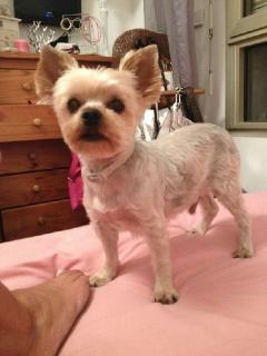 Service : chien Service : chien