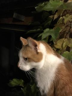 Service : chat Service : chat