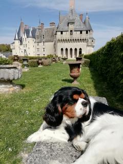 Service : chien Service : chien