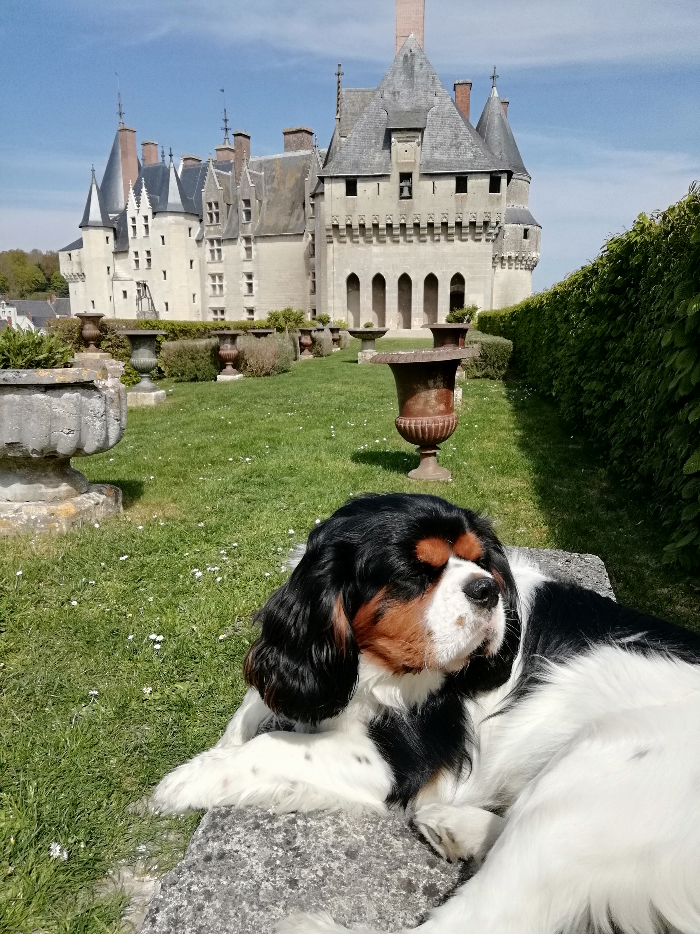 Service chien 37 entre particuliers