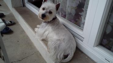 Service : chien Service : chien