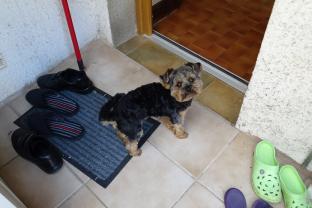 Service : chien Service : chien