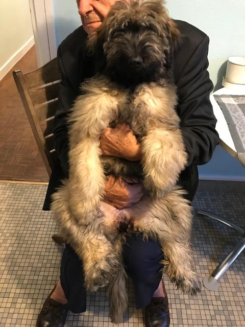 Service chien 75 entre particuliers