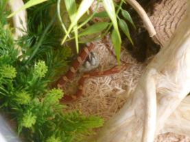 Service : reptile Service : reptile