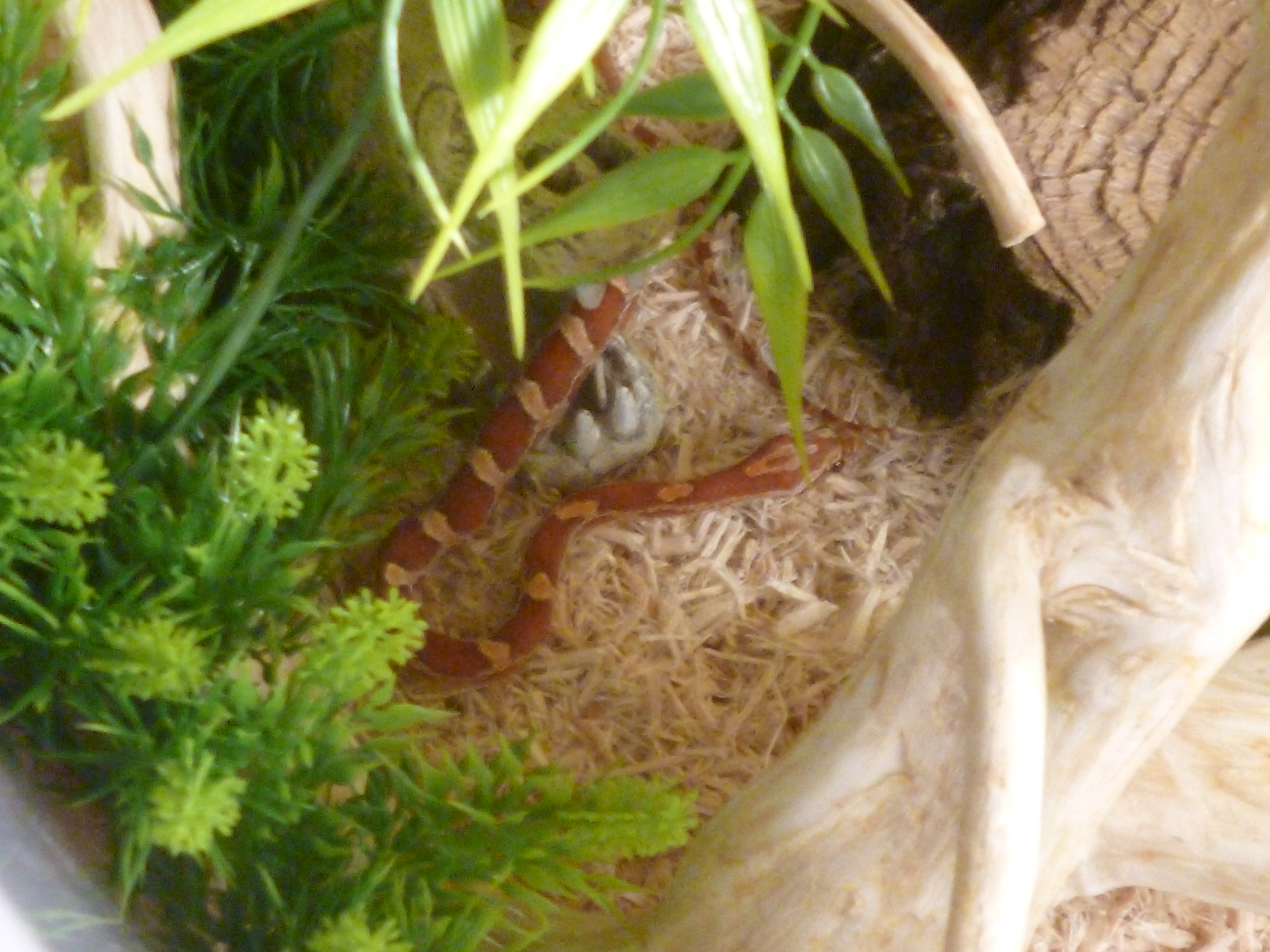 Service reptile 59 entre particuliers