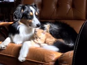 Service : chien Service : chien