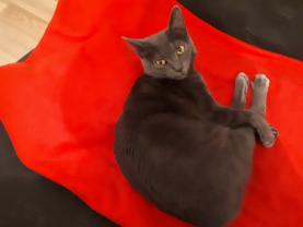 Demander ce catsitter