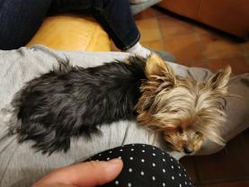 Service : chien Service : chien