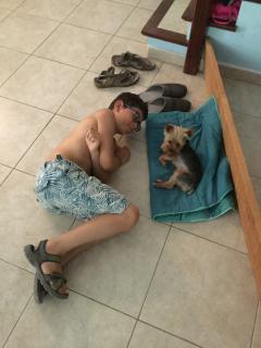 Service : chien Service : chien