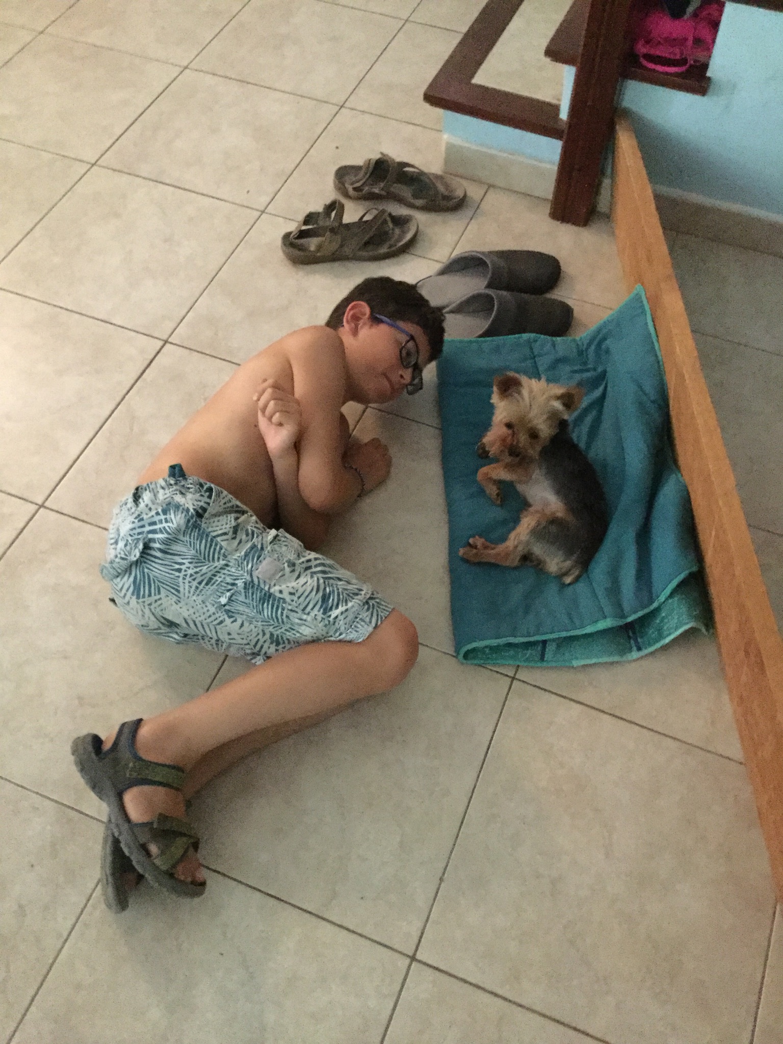 Service chien 66 entre particuliers