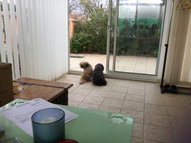 Service : chien Service : chien