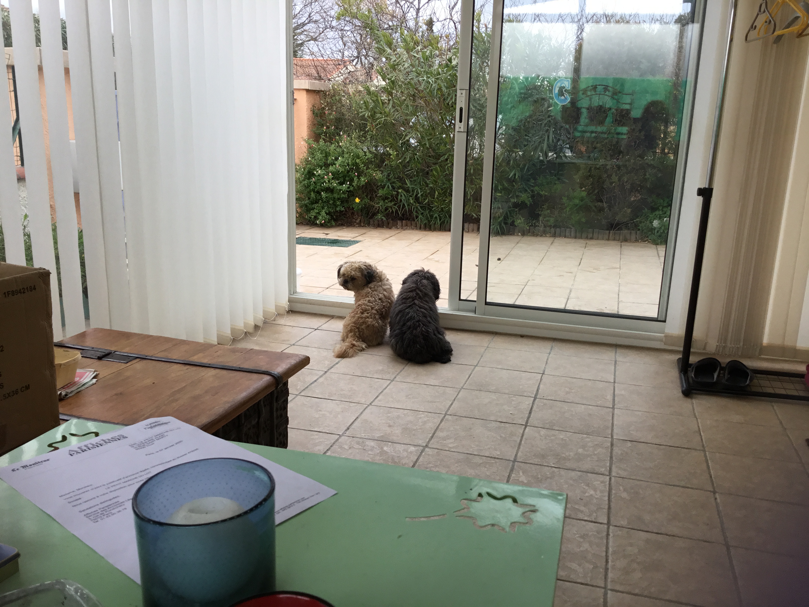 Service chien 66 entre particuliers