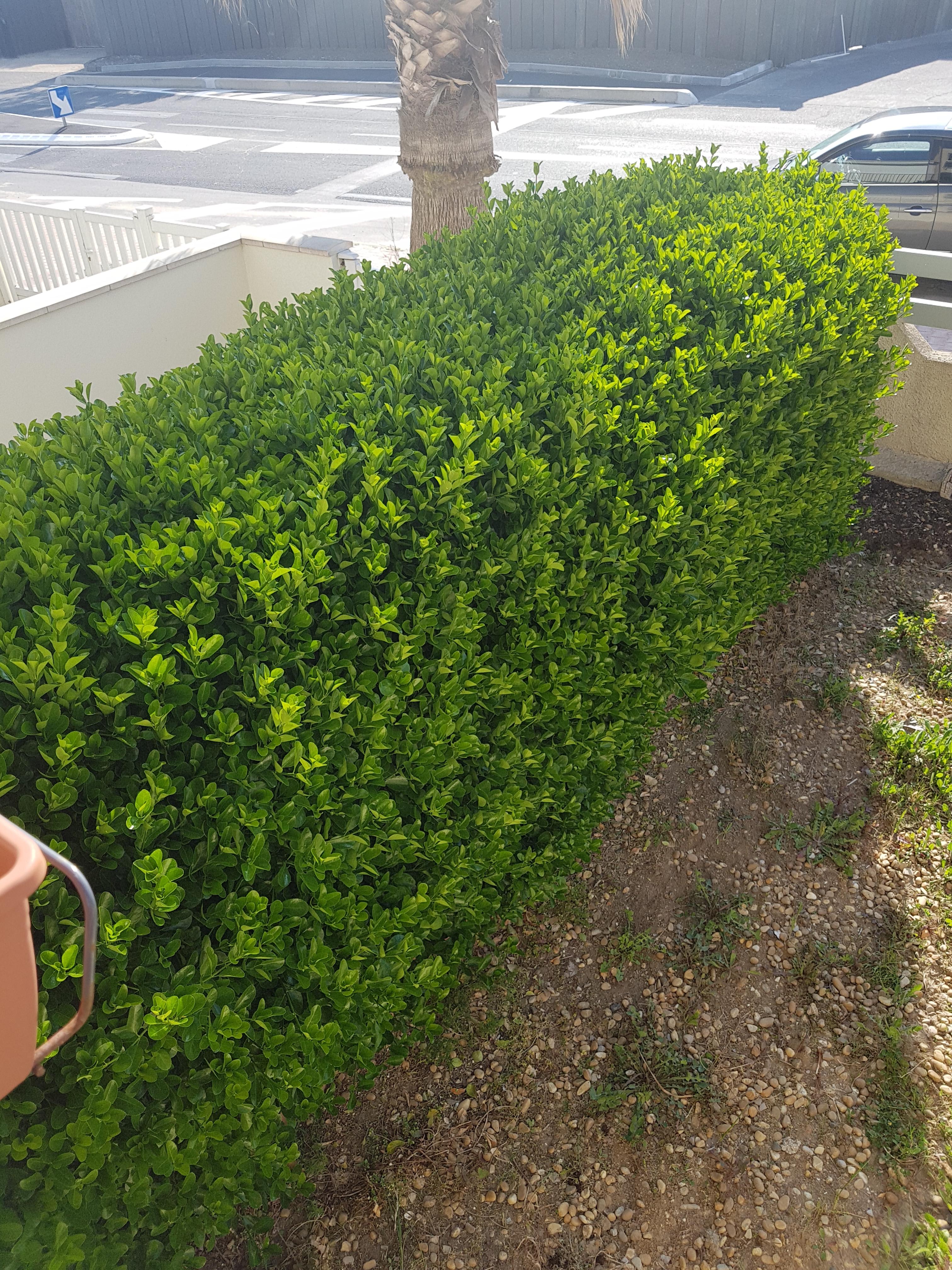 Location taille haie 34 entre particuliers
