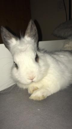 Service : rongeur Service : rongeur