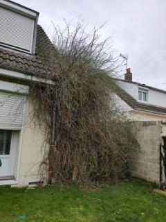 Service : elagage Service : elagage