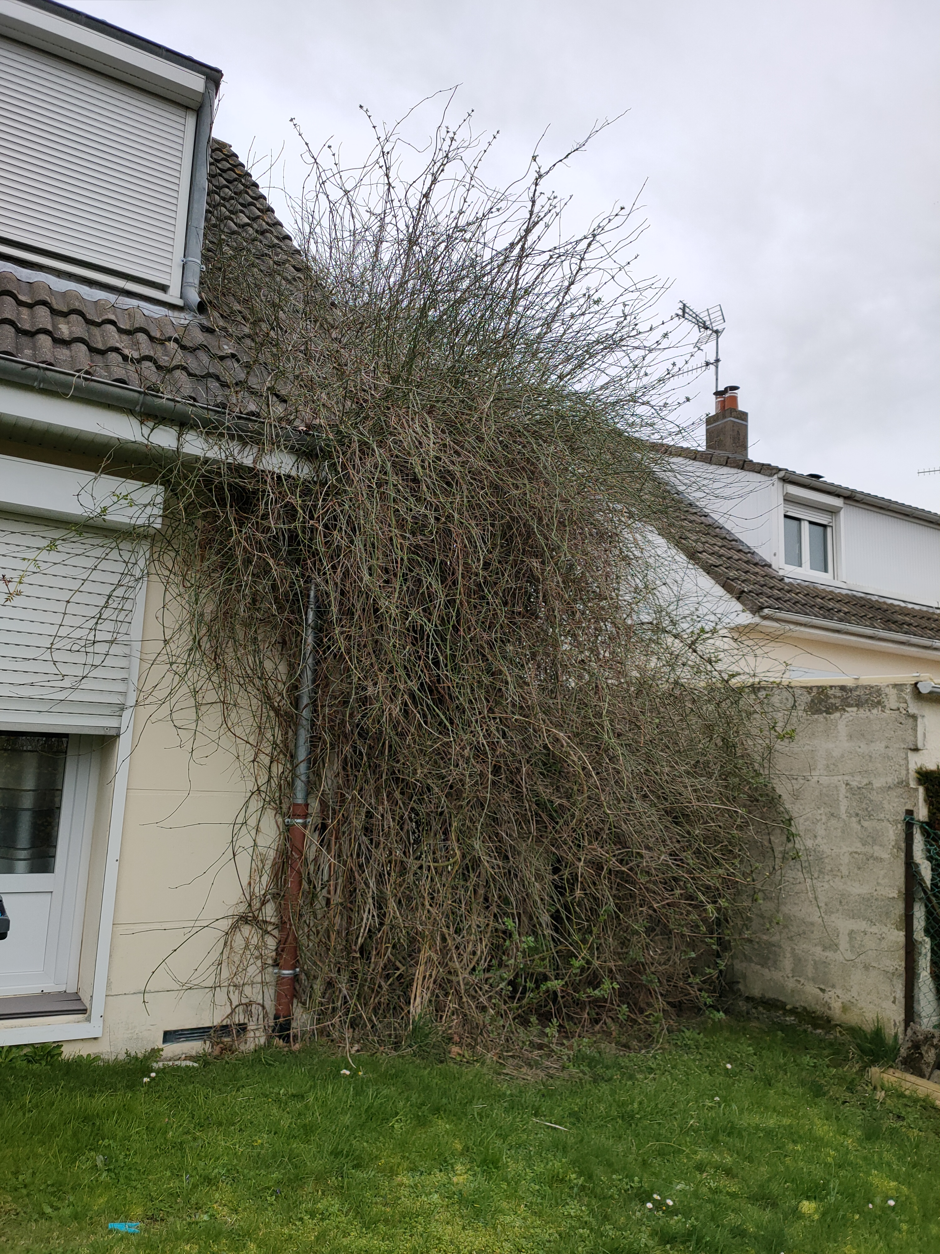 Service elagage 59 entre particuliers