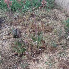 Service : debroussaillage Service : debroussaillage