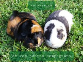 Service : rongeur Service : rongeur