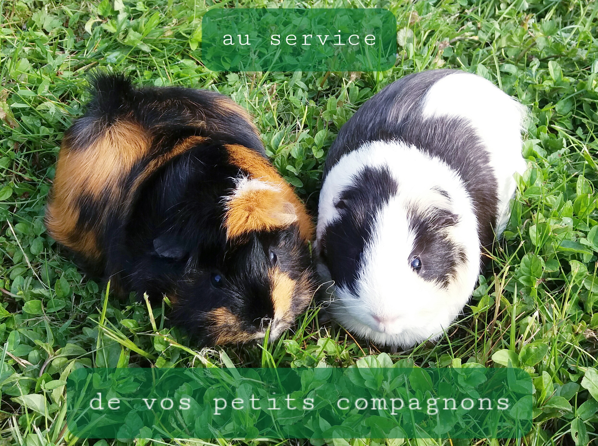 Service rongeur 77 entre particuliers