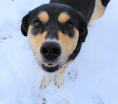 Service : chien Service : chien