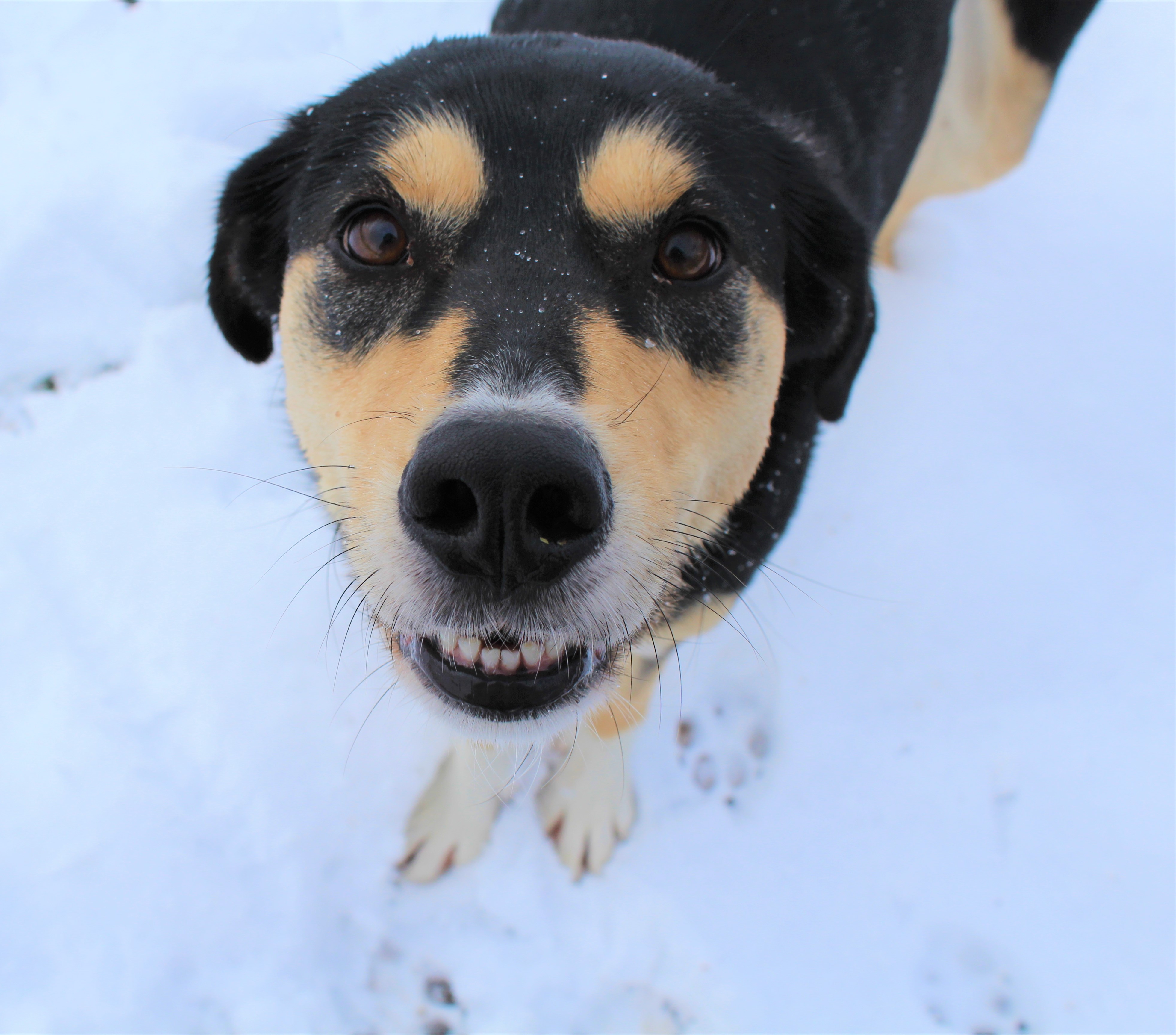 Service chien 42 entre particuliers