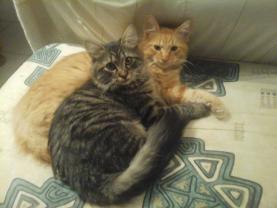 Service : gardiennage Service : gardiennage