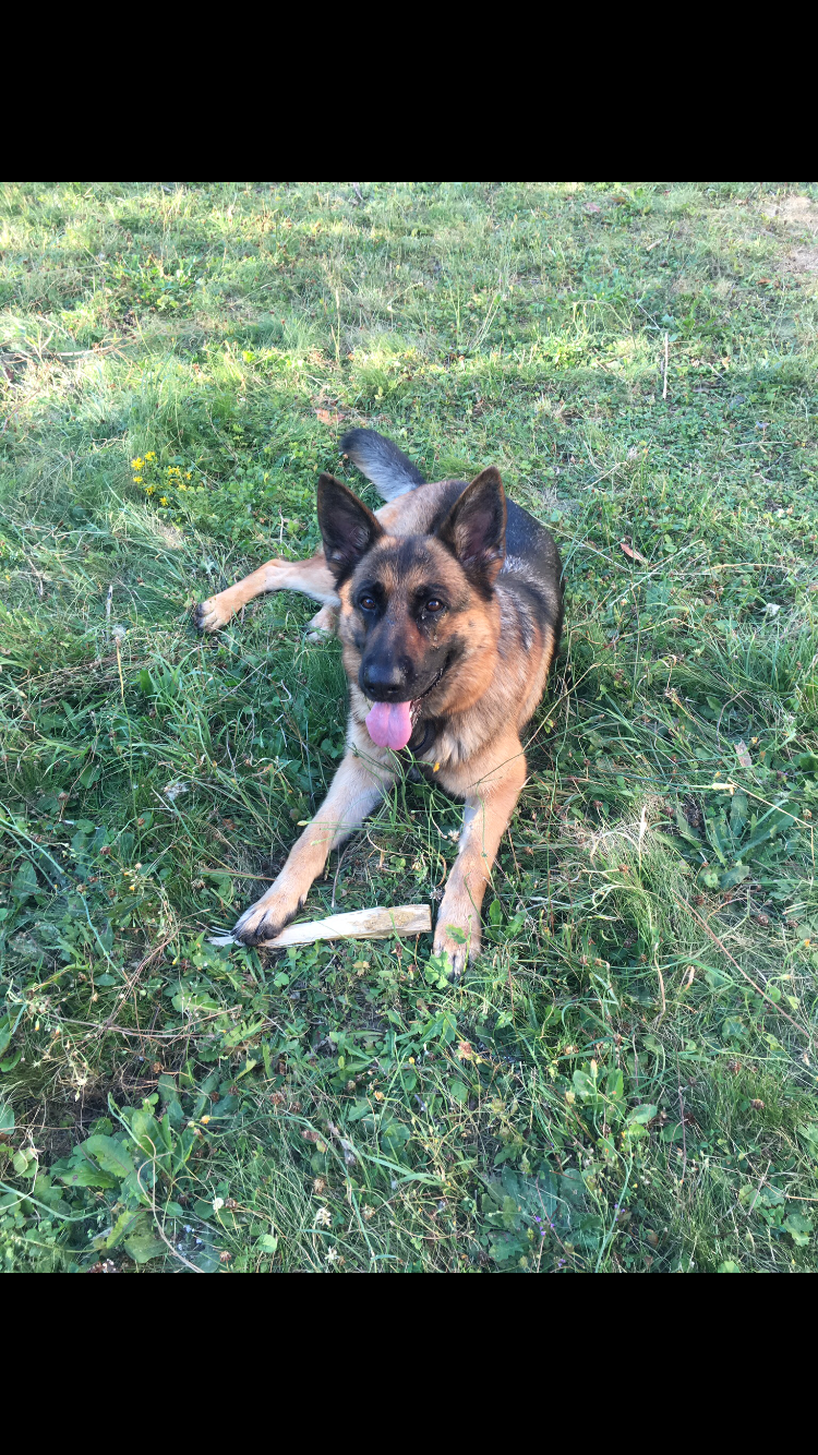 Service chien 95 entre particuliers