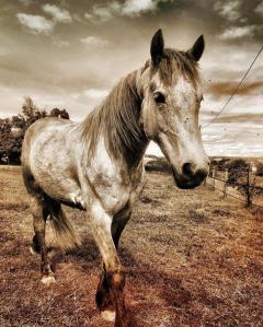 Service : photographie Service : photographie