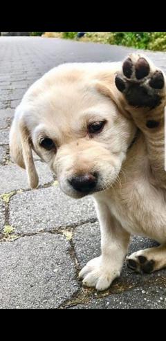 Service : chien Service : chien