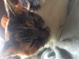 Demander ce petsitter