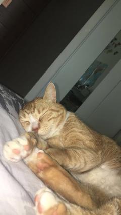 Service : garde animaux Service : garde animaux