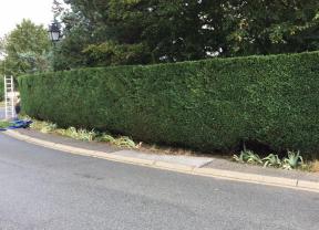 Service : taille de haies Service : taille de haies