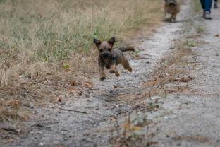 Service chien entre particuliers