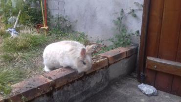 Service : garde lapin Service : garde lapin