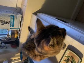 Demander ce catsitter