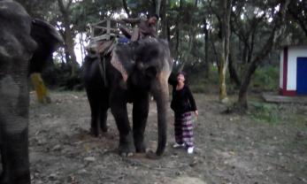 Service : chien Service : chien