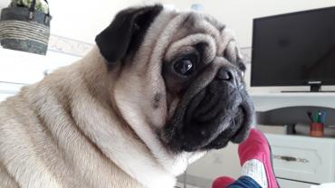 Service : chien Service : chien