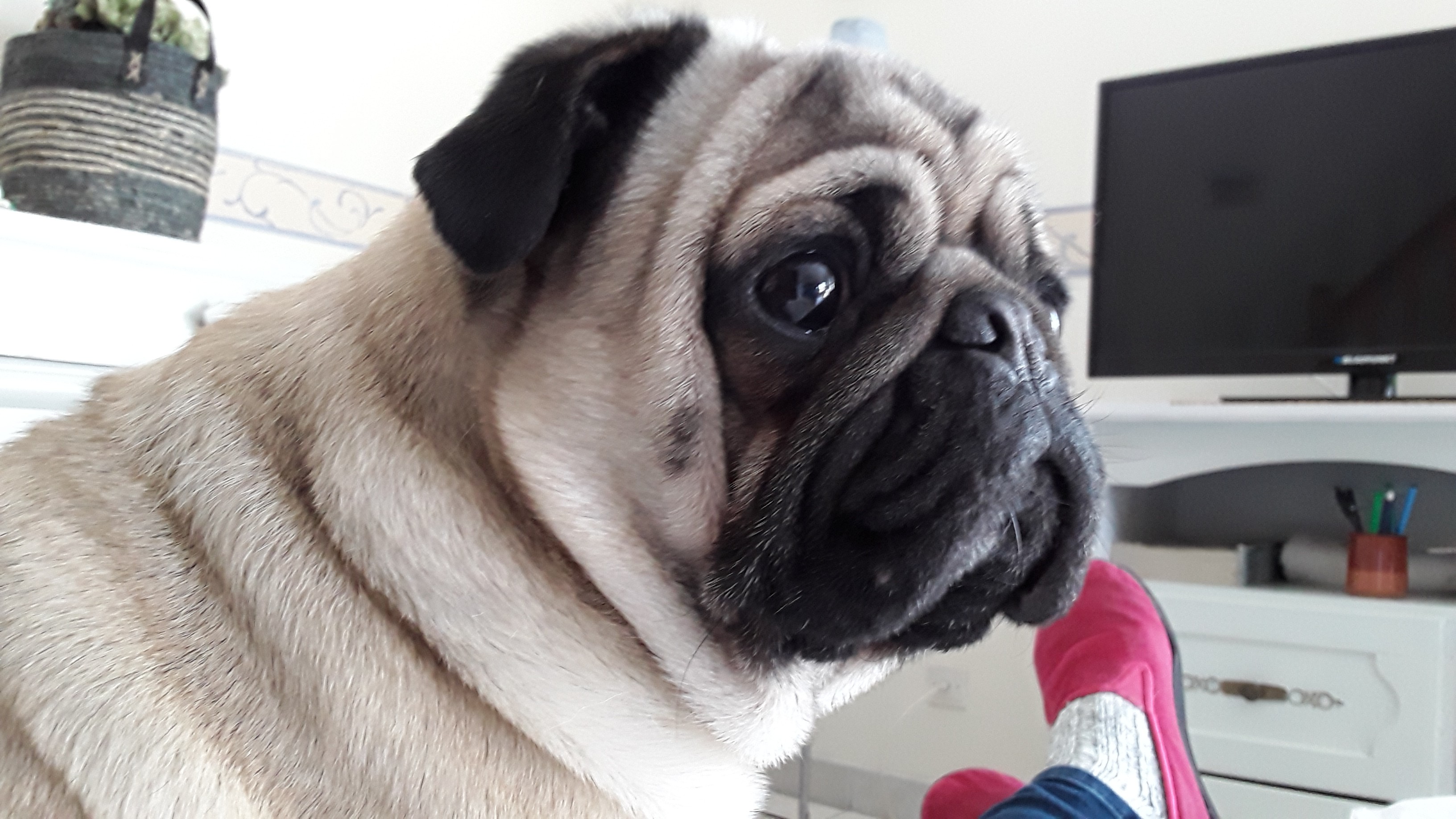 Service chien 35 entre particuliers