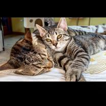 Demander une garde