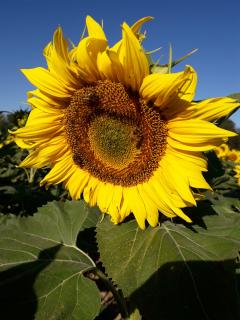 Service entretien jardin entre particuliers