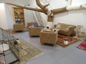 Demander ce catsitter