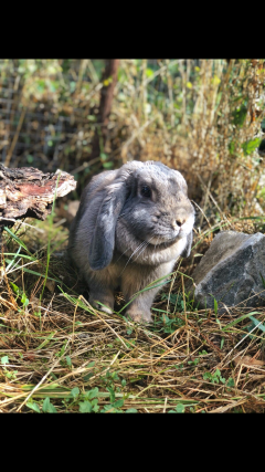 Service garde lapin entre particuliers